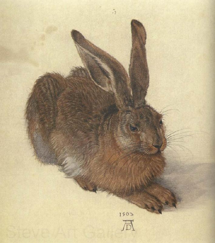 Albrecht Durer A Young Hare Germany oil painting art